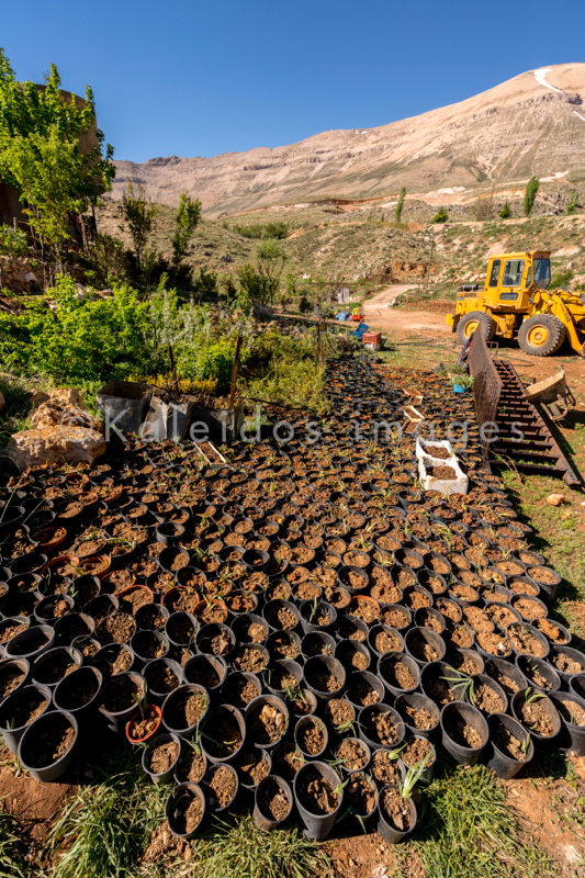 Al Arz;Iris;Iris Cedreti;Kaleidos;Kaleidos images;Liban;Moyen Orient;Proche Orient;Tarek Charara;Fleurs;Endémiques;En voie de disparition;Espèces endémiques;Espèces menacées d'extinction